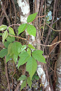 Poison Ivy in Pensacola, FL Yard