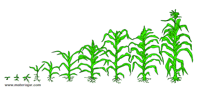 materi ajar ipa tentang perkembangbiakan pada jagung atau tumbuhan