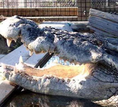 Largest crocodile