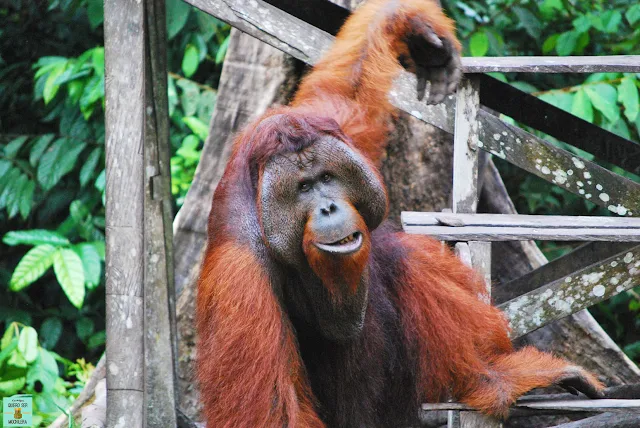 Orangutanes en Indonesia