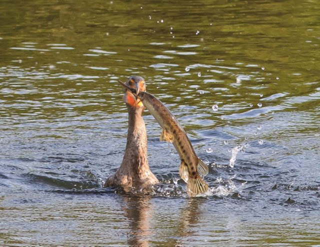  Bird vs Fish - Really nice pics 3