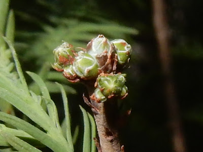 Female cones of Bald Cypress