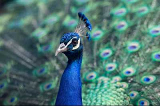 Top 10 biggest zoo in India,Top 10 largest zoo in India, largest zoo in india,best zoo in india,biggest zoo,largest zoo