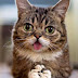 Πέθανε η διάσημη γάτα Lil Bub με τους εκατομμύρια θαυμαστές - ΦΩΤΟ - ΒΙΝΤΕΟ