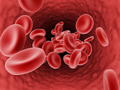 Understanding anemia of chronic disease
