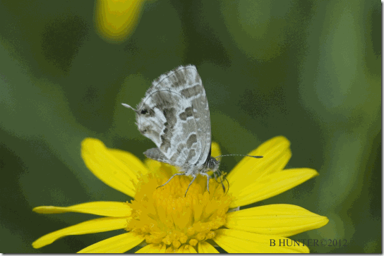 BUTTERFLY