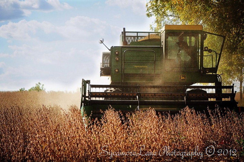 harvest 2012-1-hd