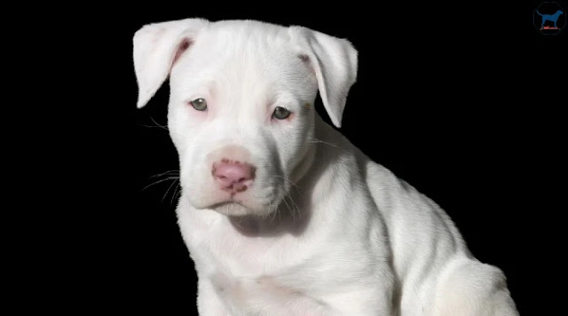 six-month-old-pitbull-puppy-size