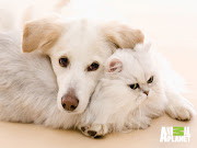 Cats and Dogs Wallpaper (dogs and cats image)