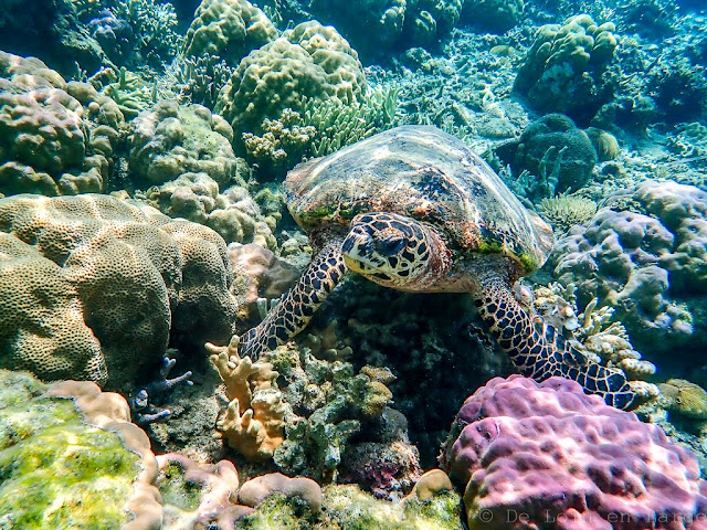 Siete Pecados-Coron-Philippines 