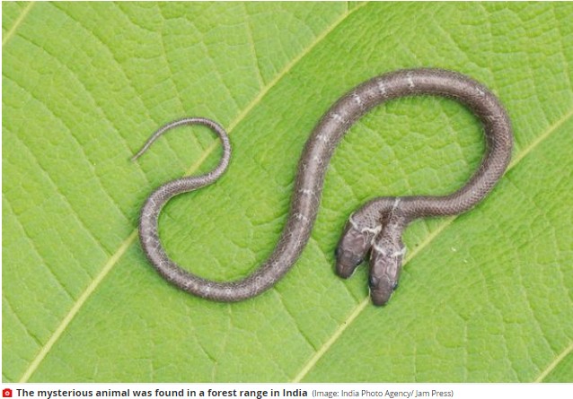2 Headed Snake Found In India, Baffles Wildlife Experts