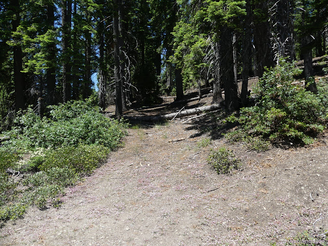 00: road crossed with downed trees