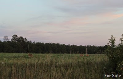 Far away deer