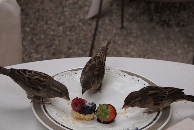 Birds        