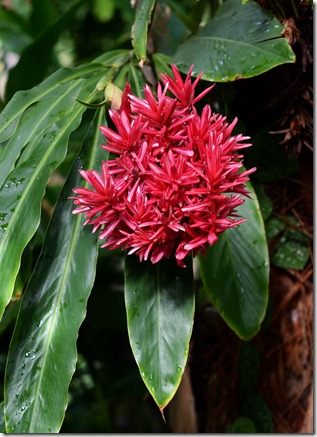 Botanic Garden4