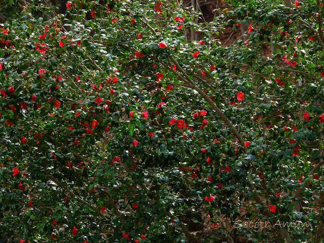 Camellia japonica