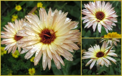 flower in rain