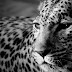 Leopárd vadállat - Facebook borítókép