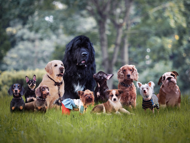 Top 10 Best Dog For Kids And Families