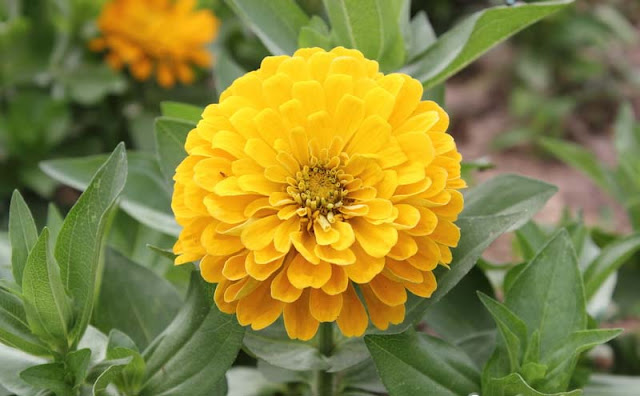 Zinnia Flowers