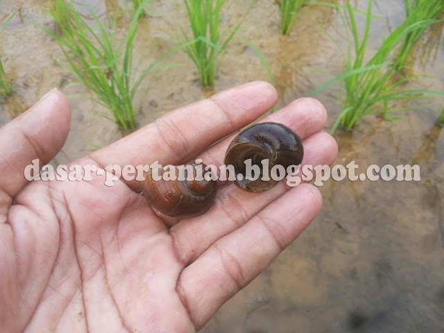 Mengenal Hama Keong Mas ( Penjabaran Dan Morfologi )