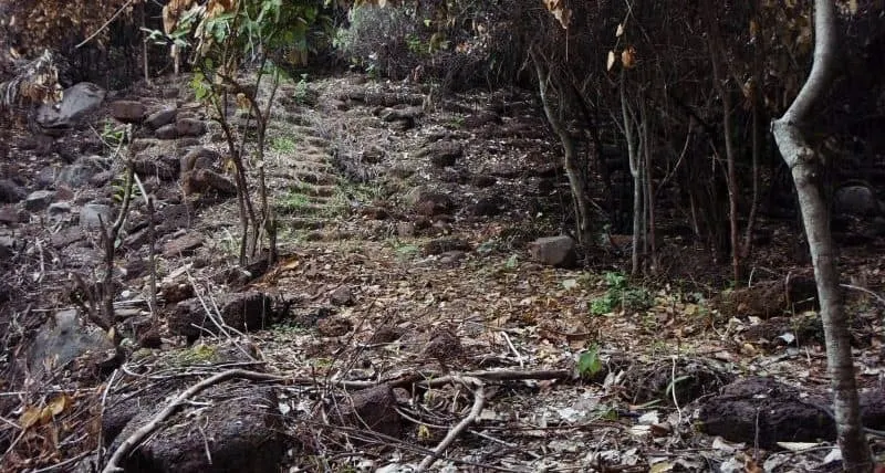 staircases in the woods