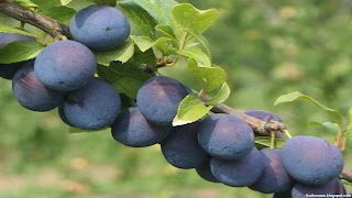 Damson fruit images wallpaper