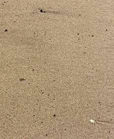 camouflaged crab on the beach