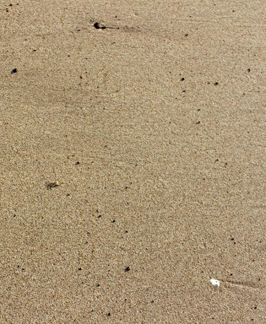 camouflaged crab on the beach