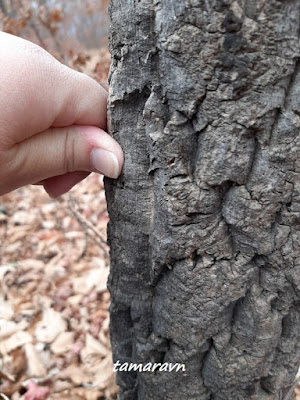 Бархат амурский (Phellodendron amurense)