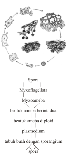 Daur hidup Puligo varians