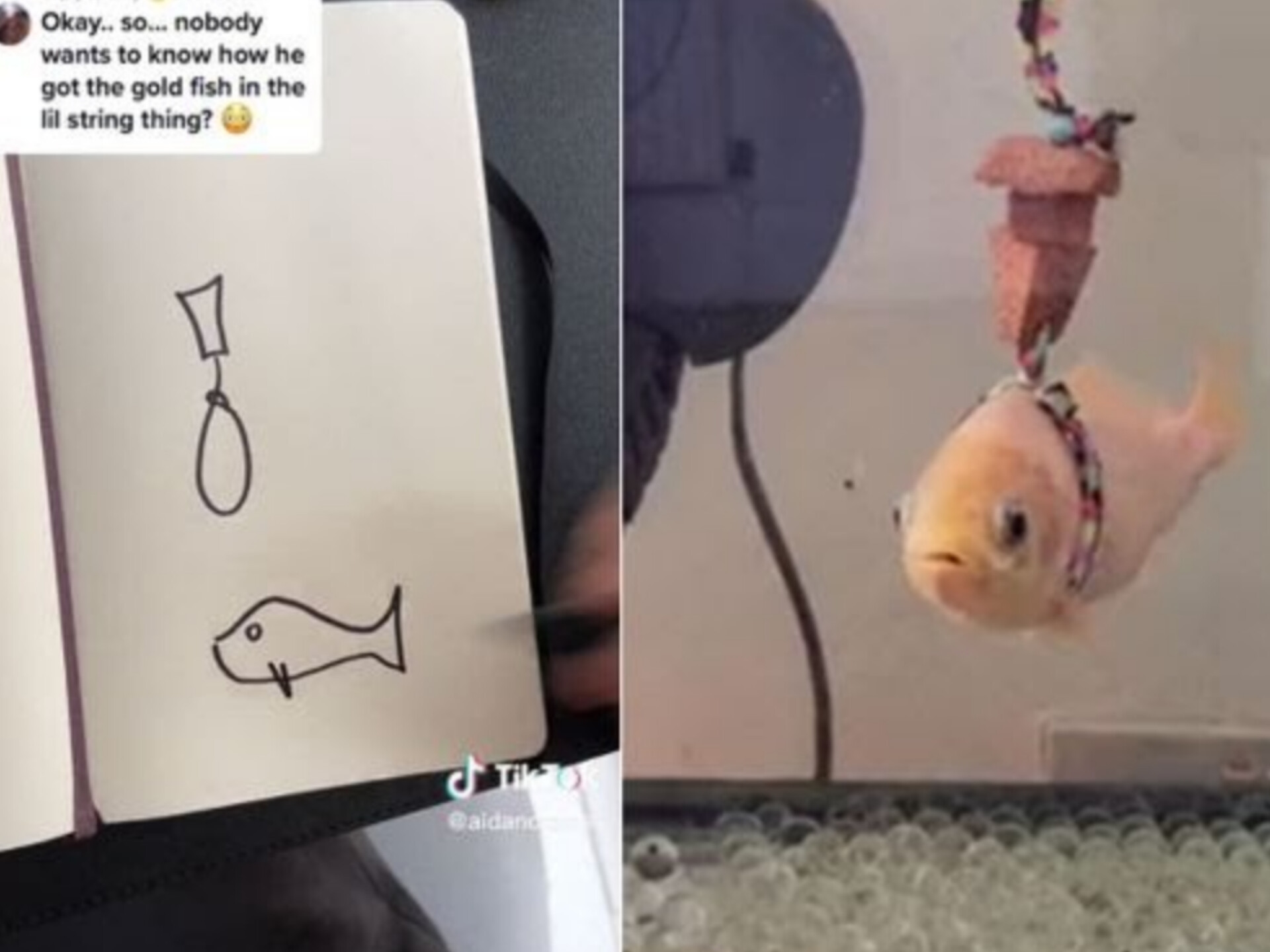 Usuário do "TikTok" faz colete salva-vidas ao seu peixinho dourado de estimação e viraliza na internet.
