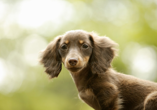 Fondos de Pantalla de Perros Hermosos