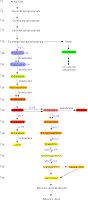 Figure depicting the carotenoid biosynthesis pathway in plants. Starting at top: Acetyl-CoA -> Isopentyl pyrophosphate -> Geranyl pyrophosphate -> Farnesyl pyrophosphate -> Geranylgeranyl pyrophosphate -> Phytoene. An arrow also goes from Geranylgeranyl pyrophosphate to Phytol -> Chlorophyll ->->-> Un-colored metabolites. From Phytoene -> Phytofluene -> Ksi-carotene -> Neurosporene -> Prolycopene -> Lycopene -> Delta-carotene -> Alpha-carotene -> Lutein. A second branch from Lycopene -> Gamma-carotene -> Beta-carotene -> Beta-cryptoxanthin -> Zeaxanthin -> Antheraxanthin -> Violaxanthin -> Xanthoxin -> Abscisic Acid aldehyde -> Abscisic acid. A side brance from Gamma-carotene -> Torulene. A side brance from Violaxanthin -> Neoxanthin -> Xanthoxin (already in the pathway described).