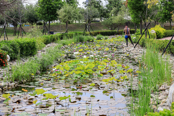 彰化秀水龍騰公園雄偉雙龍搶珠，還有小橋流水荷花池好好拍