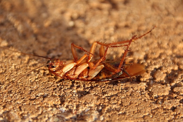 Family Of Cockroaches Found Living Inside A Chinese Man’s Ear (Photo)