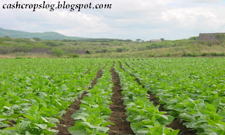 The History of Cash Crop Tobacco