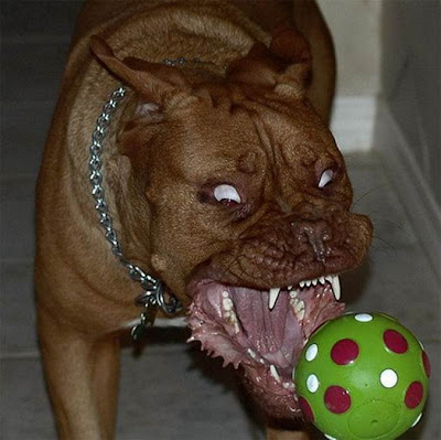 Scary Dog