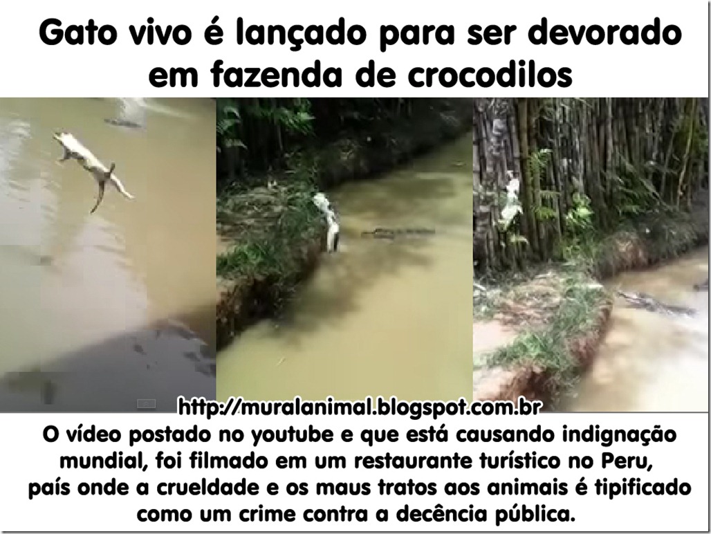 gato-jogado-crocodilo
