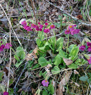 Lilla primula