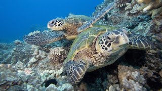 Sea Turtle Wallpaper