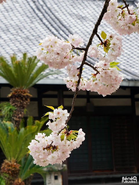 順心寺の桜、福岡