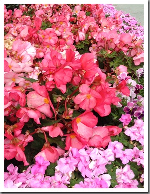 begonias, pansies, and impatiens