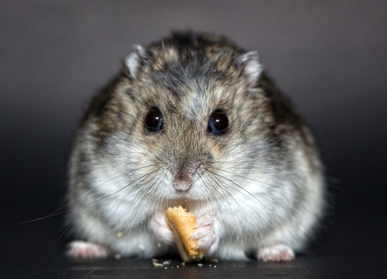 5 Makanan Hamster  Yang Baik Bagi Kesehatannya Masdejay