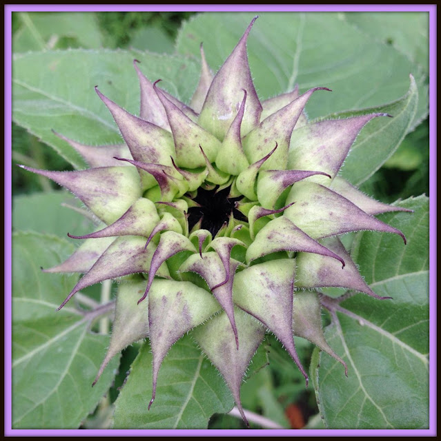Purple Sunflowers - God's Growing Garden