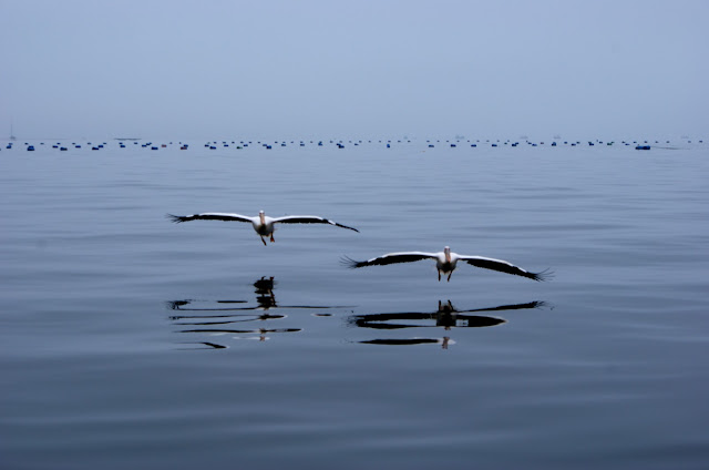 Namibia, Swakopmund, pelicans, cape seals