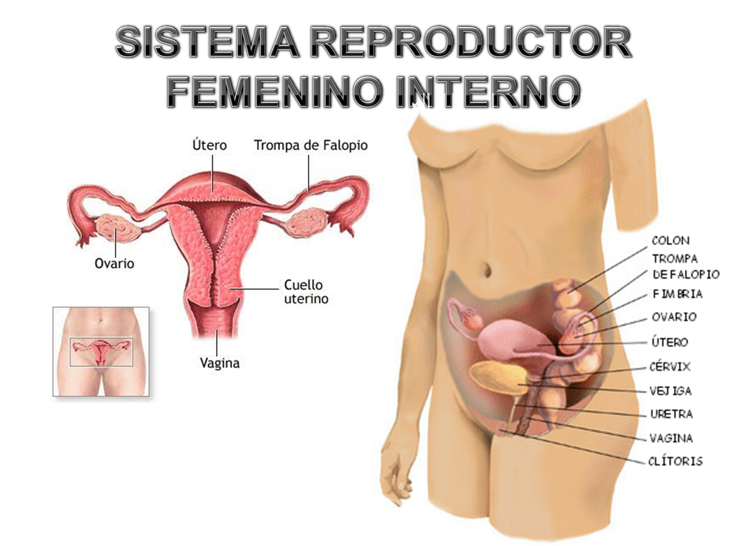 Imagenes aparato reproductor femenino (con nombres) - Imagenes Del Aparato Reproductor Masculino Y Femenino