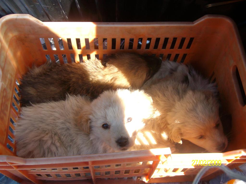 foto di cuccioli di cani appena nati - Cuccioli di Chihuahua Appena Nati !! ADORABILI !! YouTube