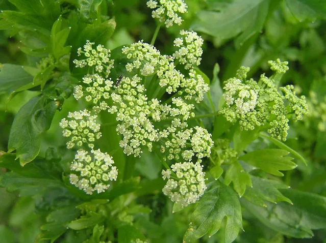 Ajamoda, अजमोदा, जङ्गली ज्वानो, Celery Fruit, Apium graveolens
