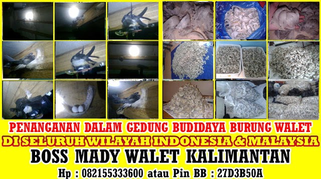 http://suarapanggildaninapburungwalet.blogspot.com/